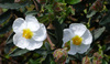 white flowers in a garden