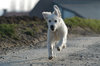 running dog