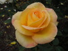 orange rose