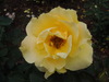 yellow rose