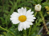 marguerite flower close-up