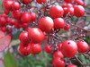 nandina berries  2