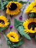 sunflowers and thistles