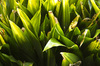 green leaves pattern