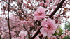 plum blossom  2