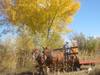 hay ride