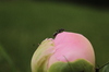 ant atop a peony bulb