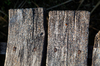 ladybird on weathered pier