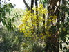 golden wattle