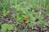 wild strawberry