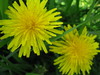 dandelion