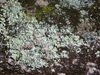 tree lichen