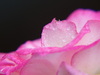 rose and drops